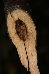 Chamaesphecia hungarica