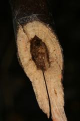 Chamaesphecia hungarica