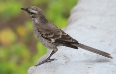 Mimus longicaudatus