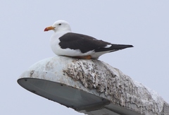 Larus belcheri