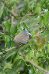 Satyrium esculi