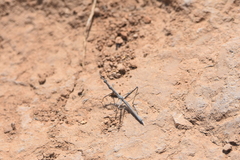 Hybusa