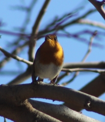 Erithacus rubecula