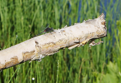 Leucorrhinia orientalis
