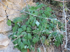 Aquilegia chrysantha