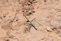 Hybusa