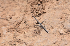 Hybusa