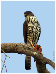 Accipiter minullus