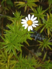 Osmitopsis osmitoides