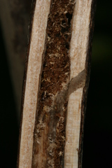 Chamaesphecia hungarica