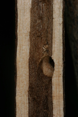 Chamaesphecia hungarica