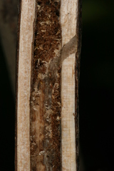 Chamaesphecia hungarica