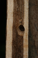 Chamaesphecia hungarica