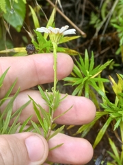 Osmitopsis osmitoides