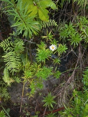 Osmitopsis osmitoides