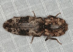 Agrypninae