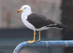 Larus belcheri