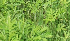 Agrimonia parviflora