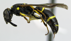 Symmorphus canadensis