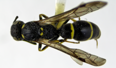 Symmorphus canadensis