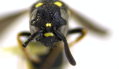 Symmorphus canadensis