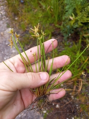 Isolepis prolifera