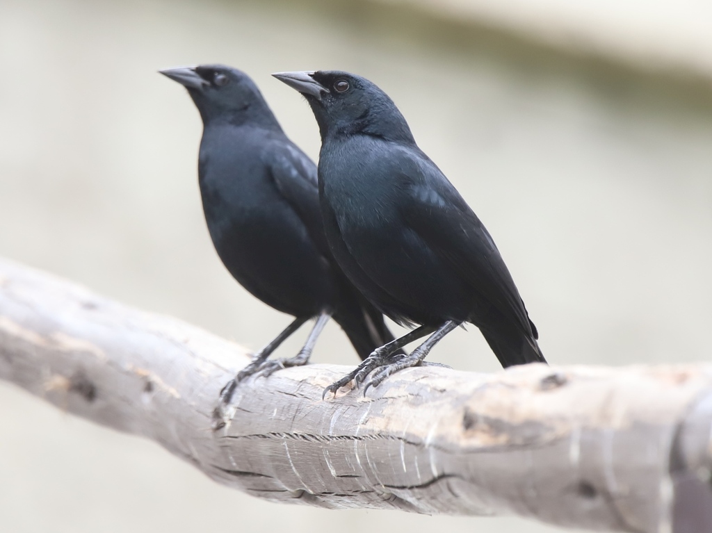 Scrub Blackbird