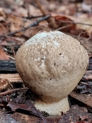 Lycoperdon nigrescens