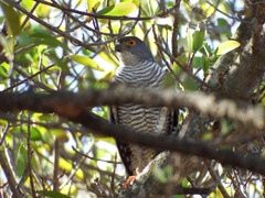 Accipiter minullus