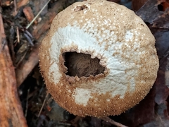 Lycoperdon nigrescens