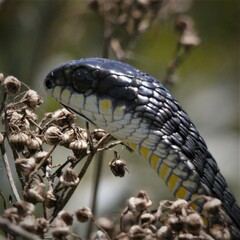 Dispholidus typus typus