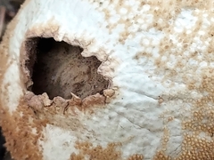 Lycoperdon nigrescens