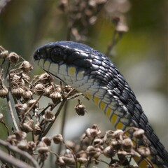 Dispholidus typus typus