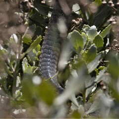 Dispholidus typus typus