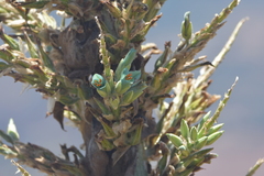 Puya alpestris