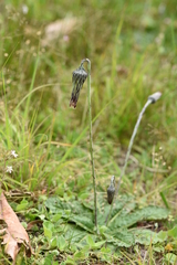 Chaptalia arechavaletae