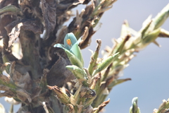 Puya alpestris