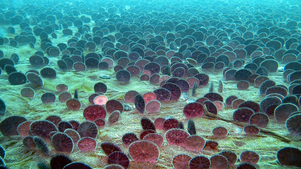 Dendraster excentricus (Eccentric Sand Dollar) | California Species Project