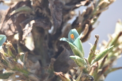 Puya alpestris