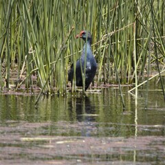 Porphyrio madagascariensis