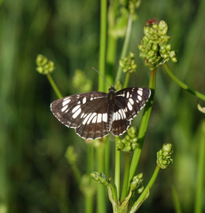 Neptis rivularis