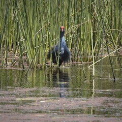 Porphyrio madagascariensis