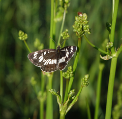 Neptis rivularis