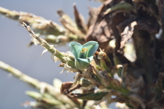 Puya alpestris