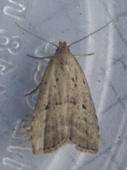 Hypenodes fractilinea