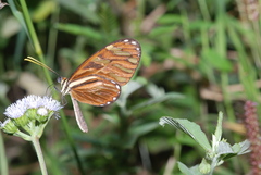 Ithomia heraldica