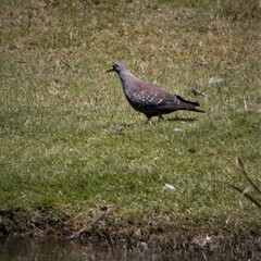 Columba guinea phaeonota