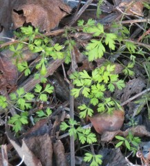 Chaerophyllum tainturieri