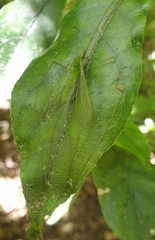 Leptotarsus virescens