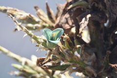 Puya alpestris